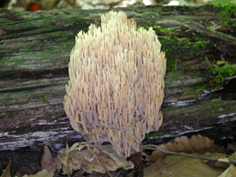 R. stricta – This Strict Coral Mushroom shows the color range from pinkish tan at the base to yellow-tan at the top.